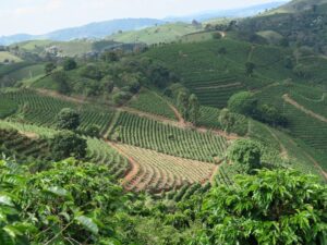 Brazil Sul de Minas Pinhal